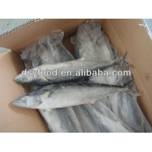 frozen spanish mackerel best export